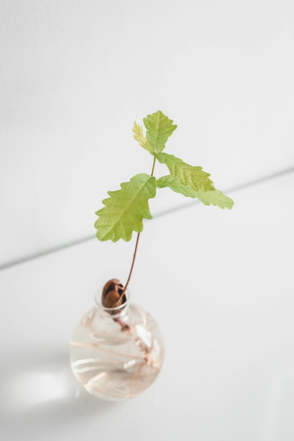 feuille verte sur bouteille en verre