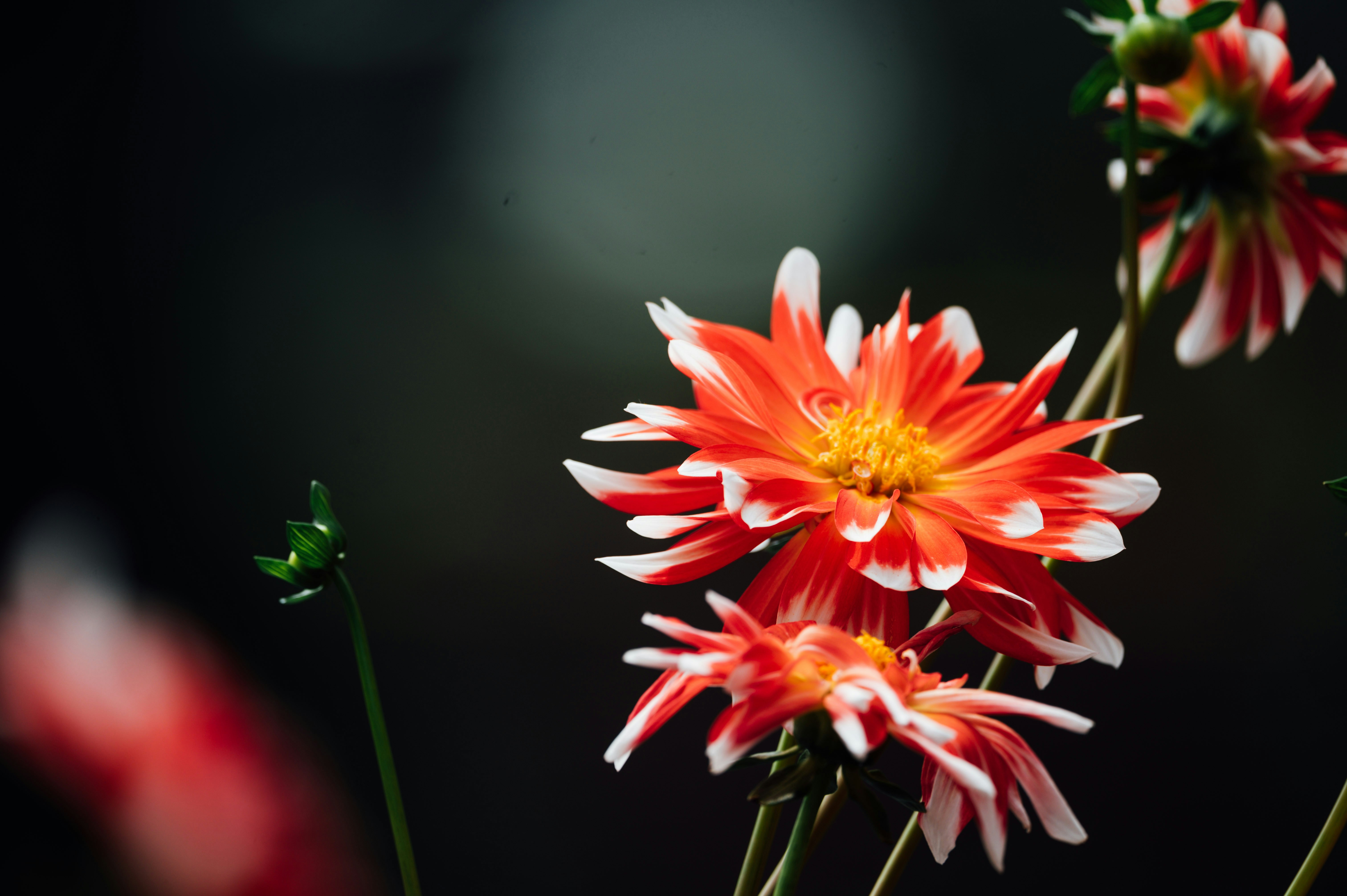 Photo by chuttersnap