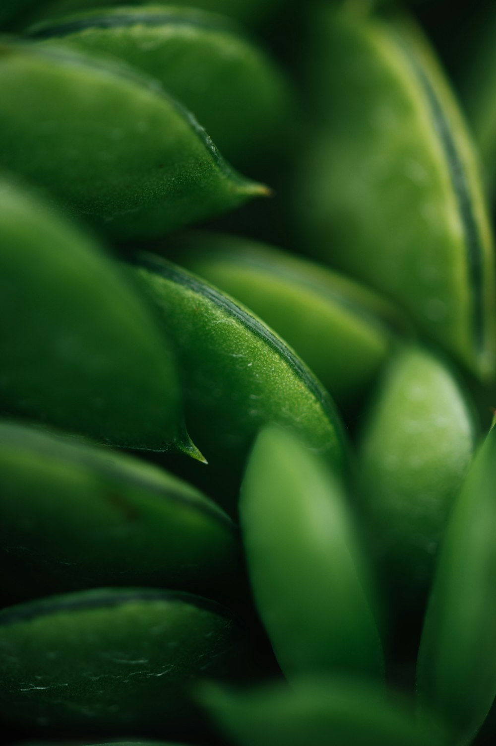 macro photography of green leaves