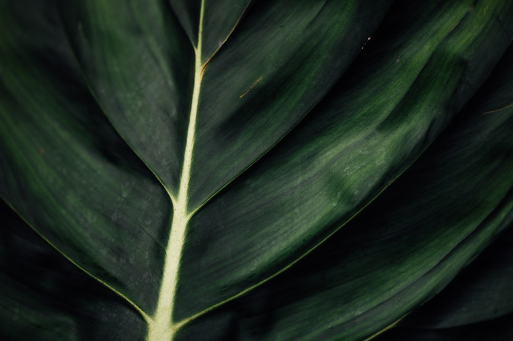 green leaf plant in close up photography