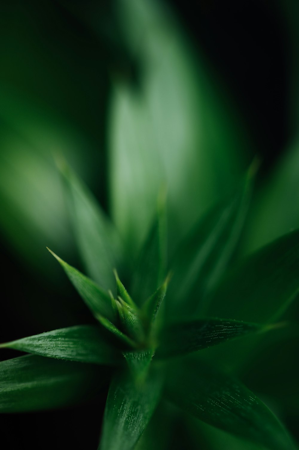 green plant in close up photography