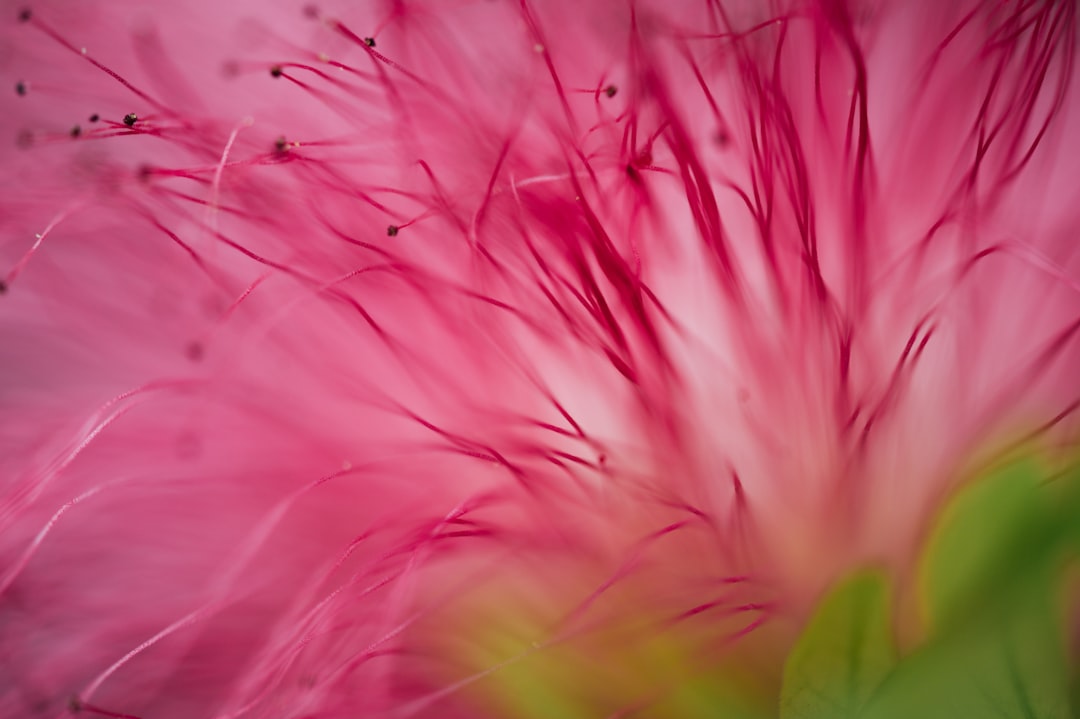 pink and yellow flower in close up photography