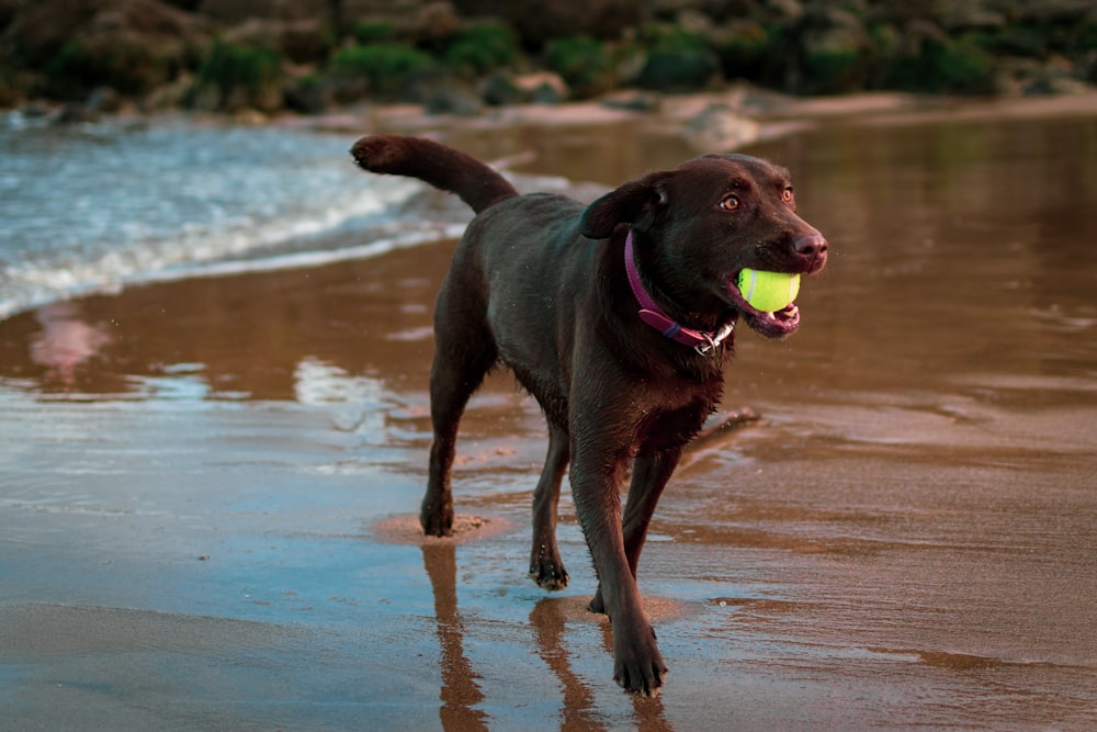 black labrador retriever on water during daytime