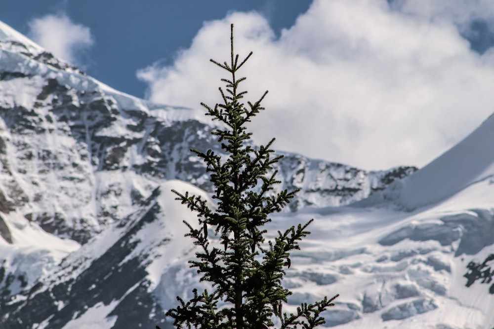 green pine tree near snow covered mountain during daytime