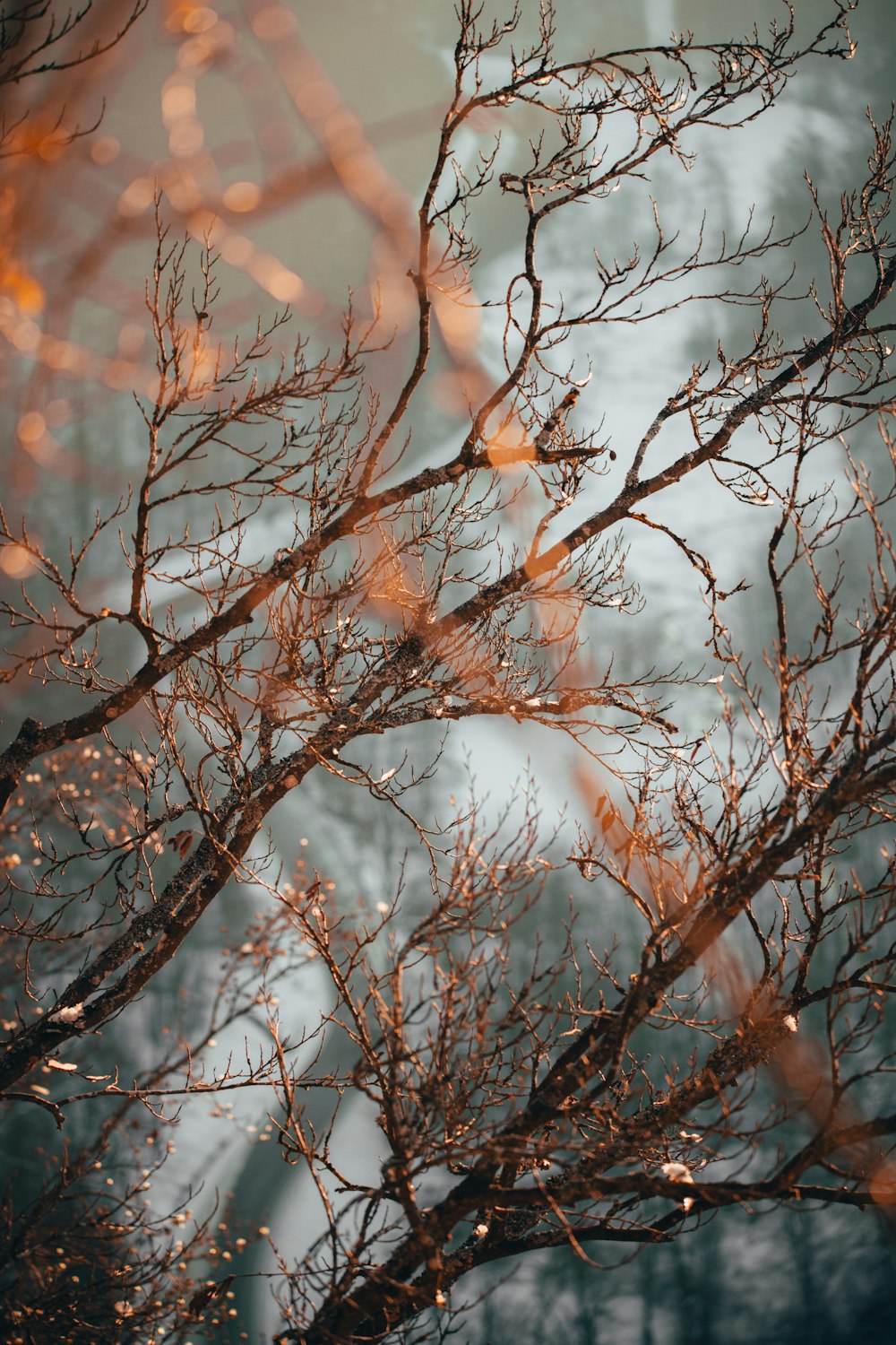 brown tree branch with white snow