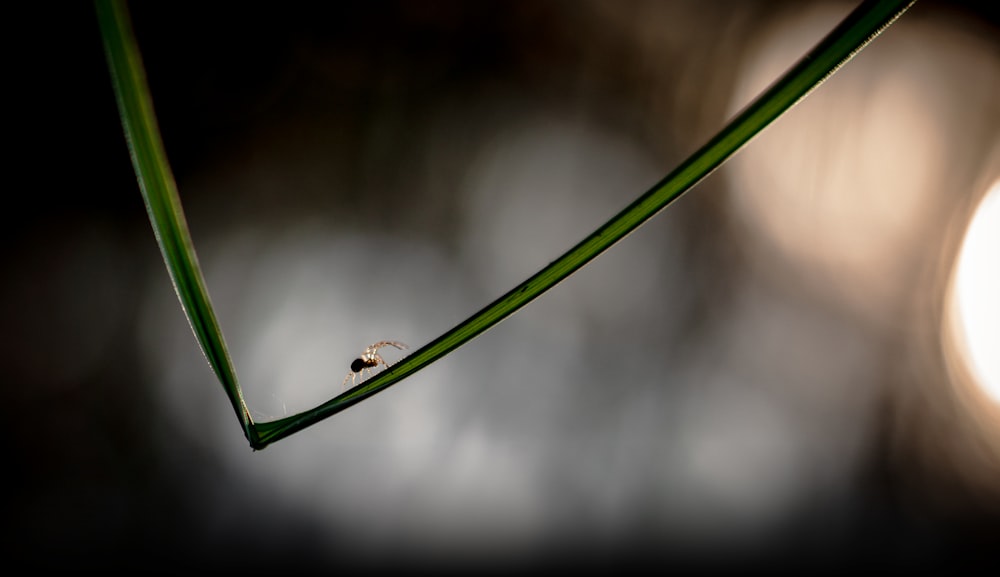 brown and black bug on green stem