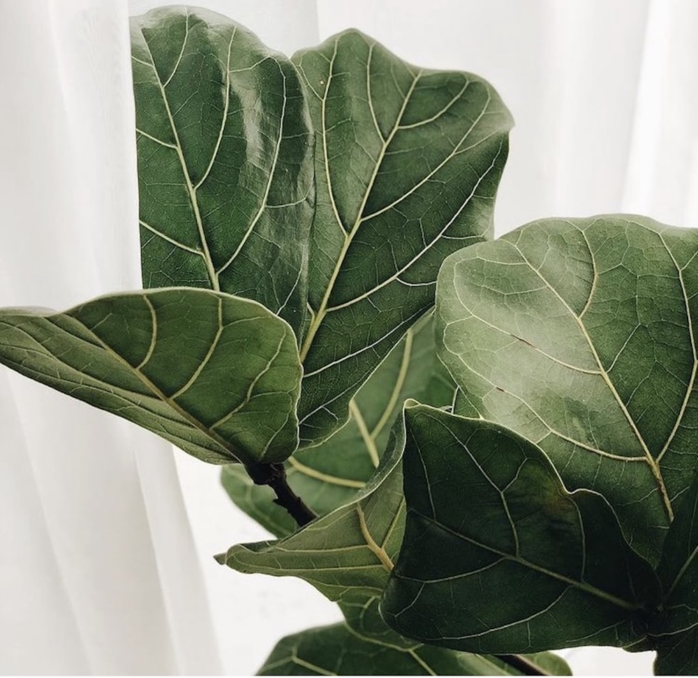 green leaves near white curtain