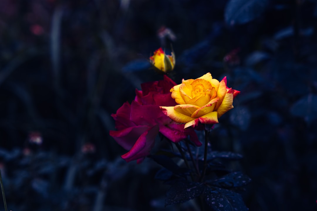 yellow and red flower in tilt shift lens