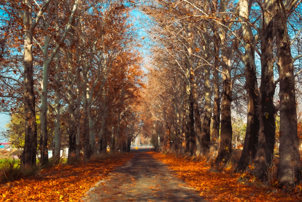 brown pathway between brown trees during daytime
