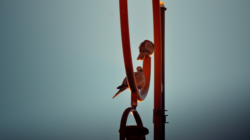 birds perched on red metal bar