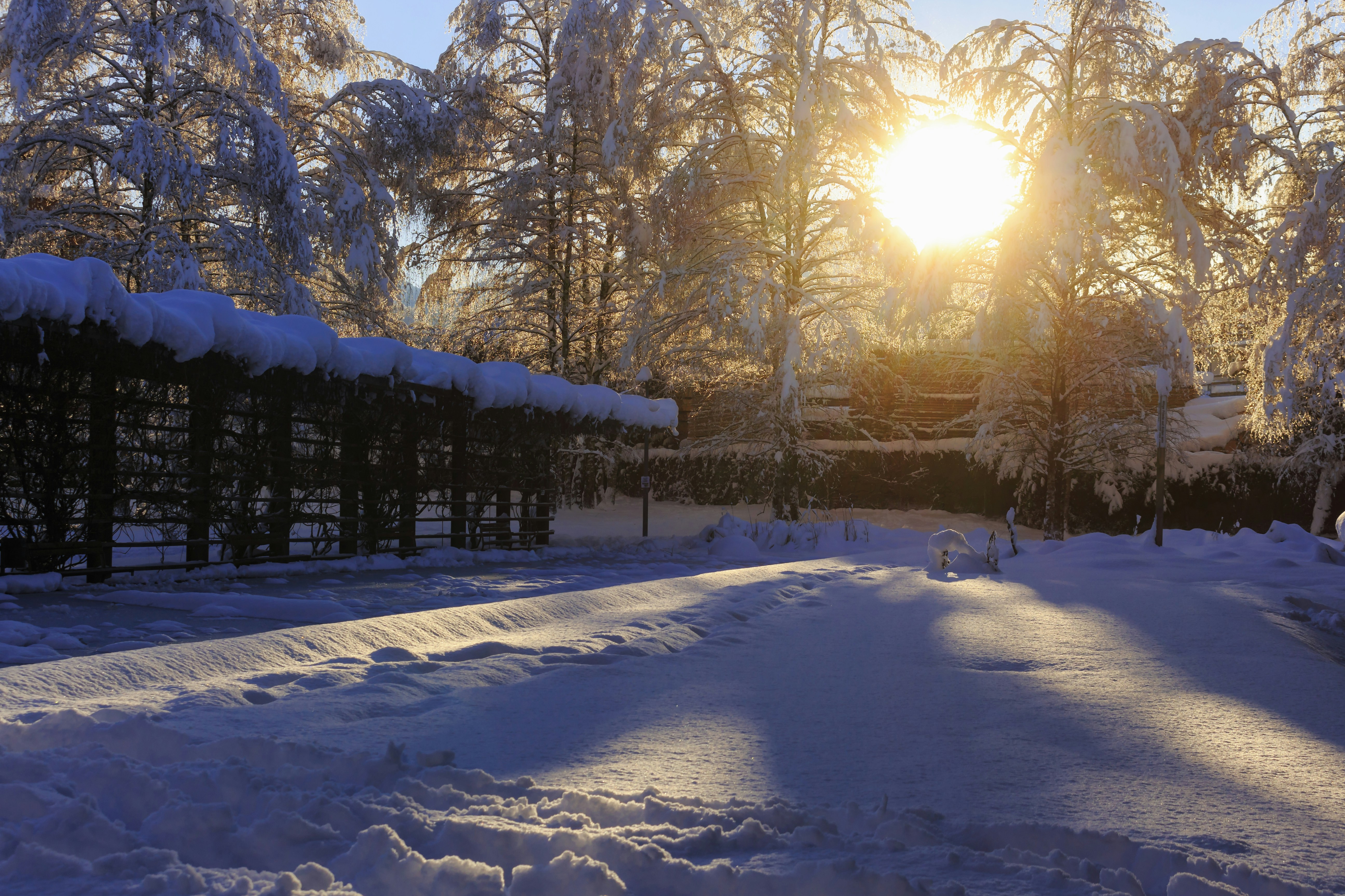 snow covered field and trees during daytime