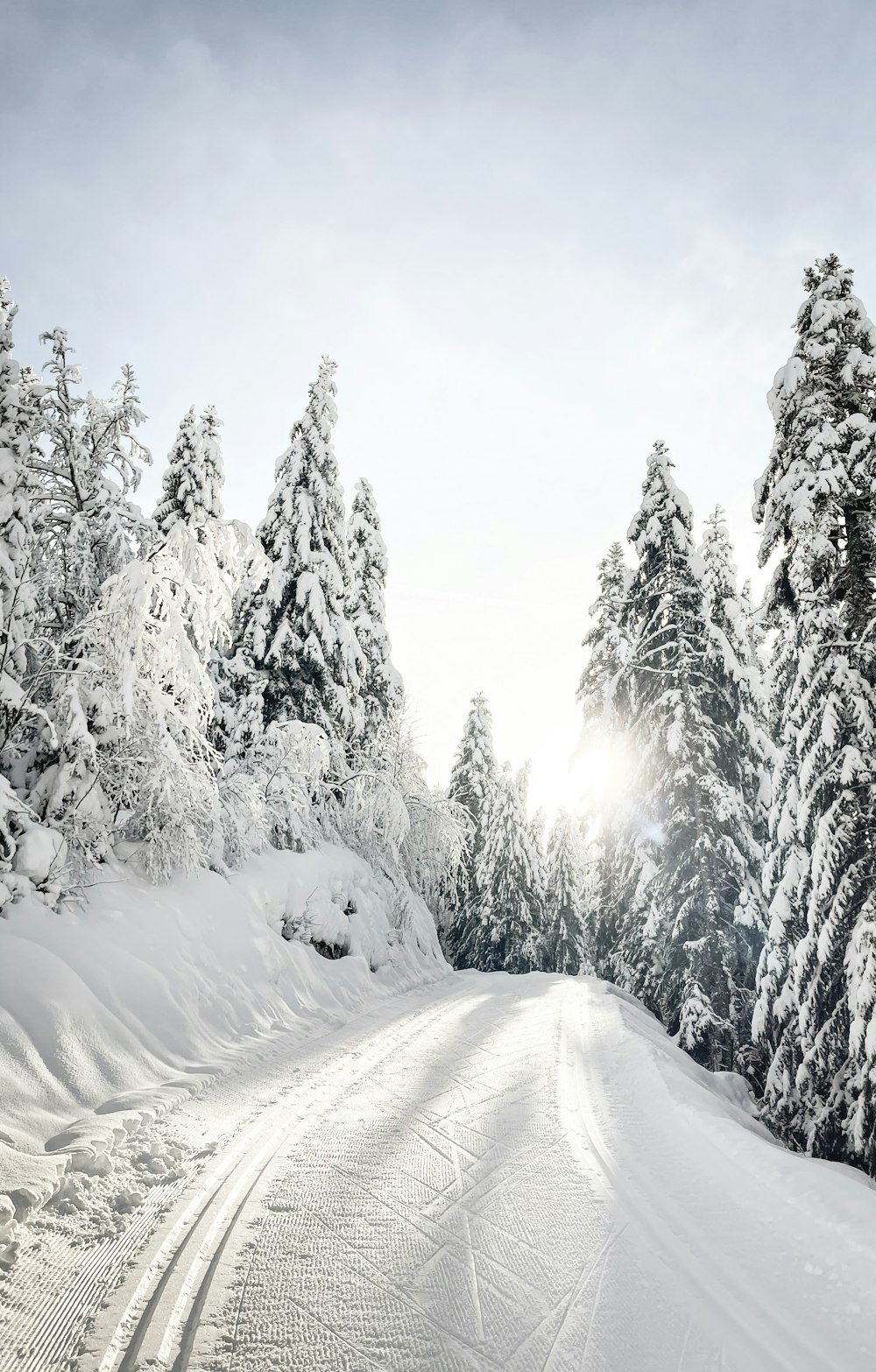 Schneebedeckte Bäume tagsüber