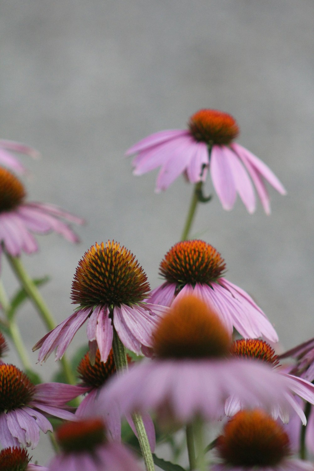 pink and white flower in tilt shift lens