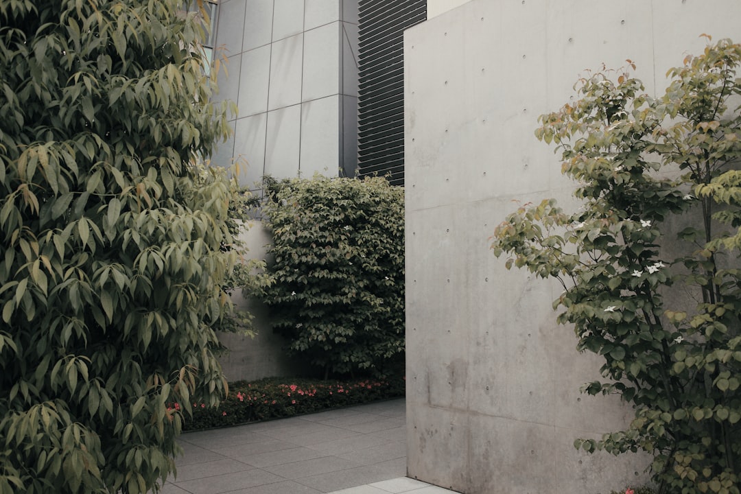 green plant near white concrete building