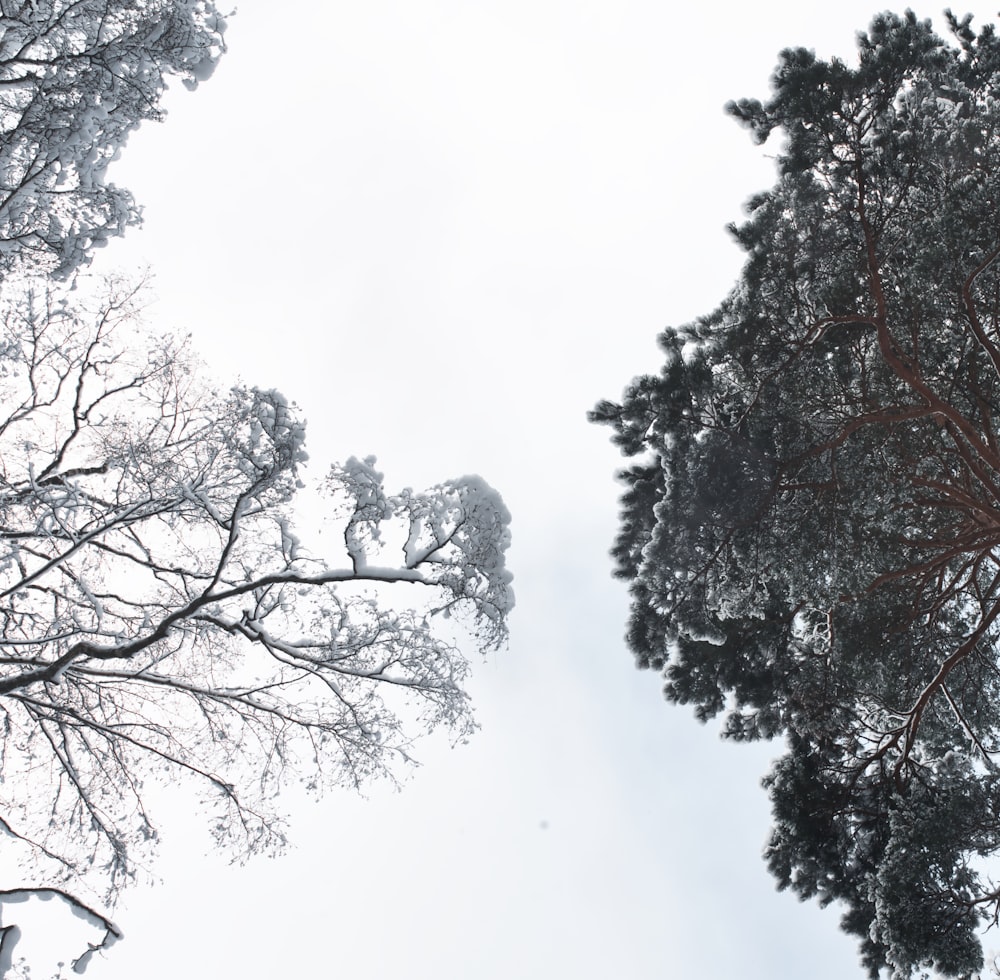 alberi marroni coperti di neve