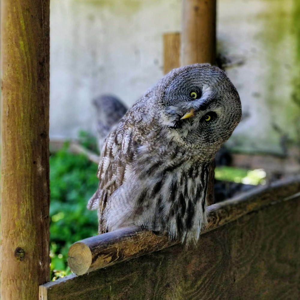 Graue Eule tagsüber auf braunem Holzzaun