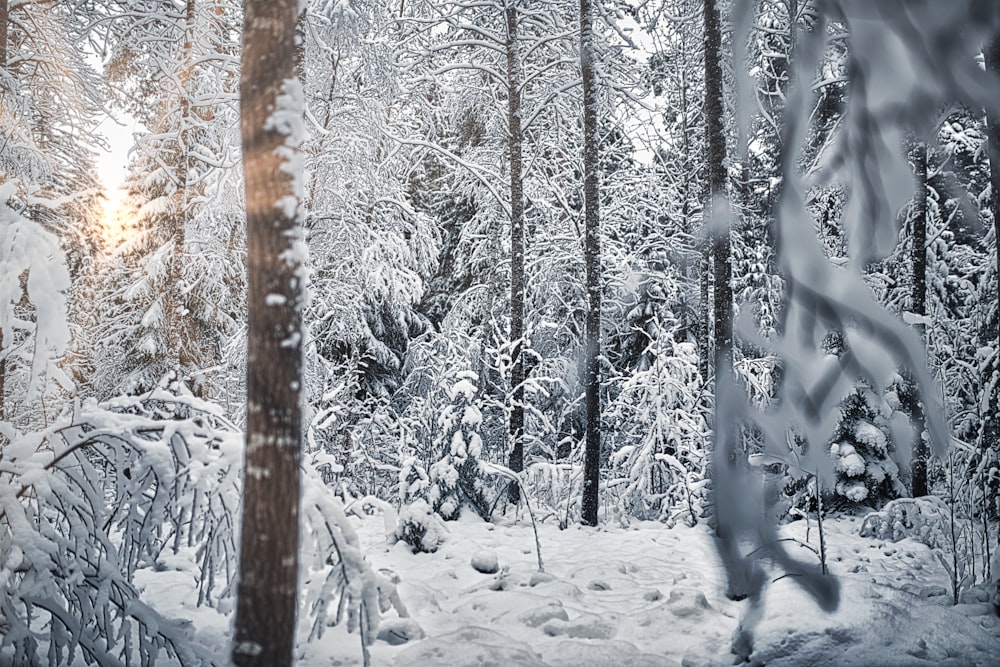 Schneebedeckte Bäume tagsüber