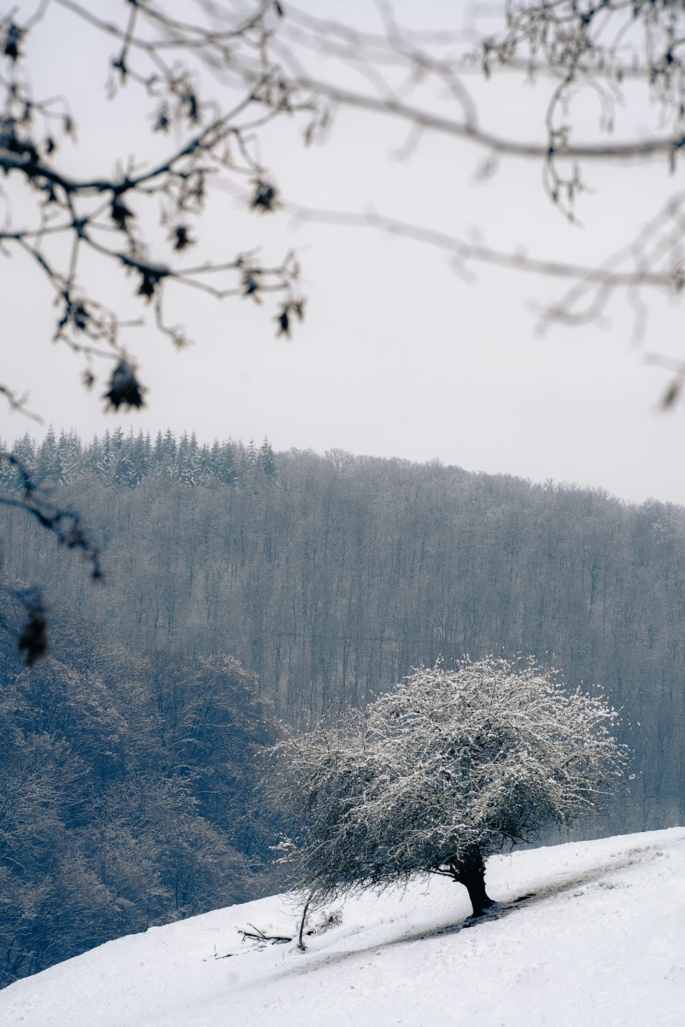 Grüne Bäume auf schneebedecktem Boden tagsüber