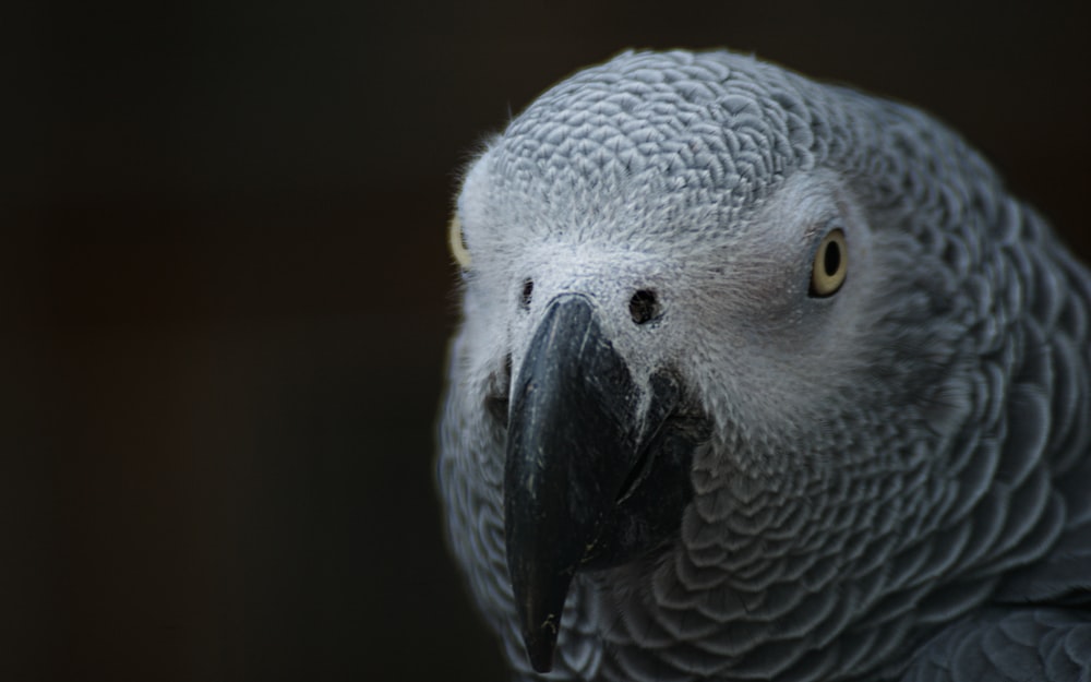 grey and white bird in close up photography