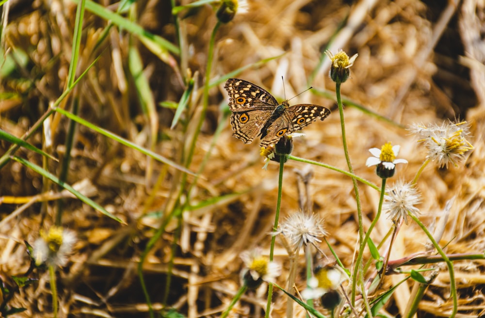 brown and black butterfly on white flower