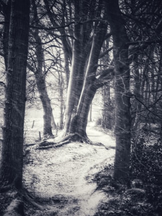 Faded black-and-white photo showing a mysterious forest path in twilight.