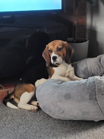 A beagle is resting comfortably on a plush gray dog bed. The room is softly lit, with a television visible in the background and a potted plant nearby, adding a homey touch.