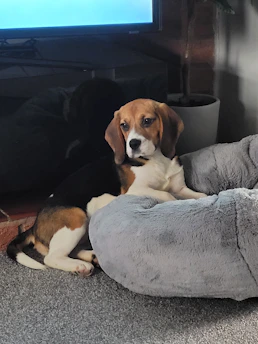 A happy beagle resting comfortably on a lavender-colored handmade dog bed.