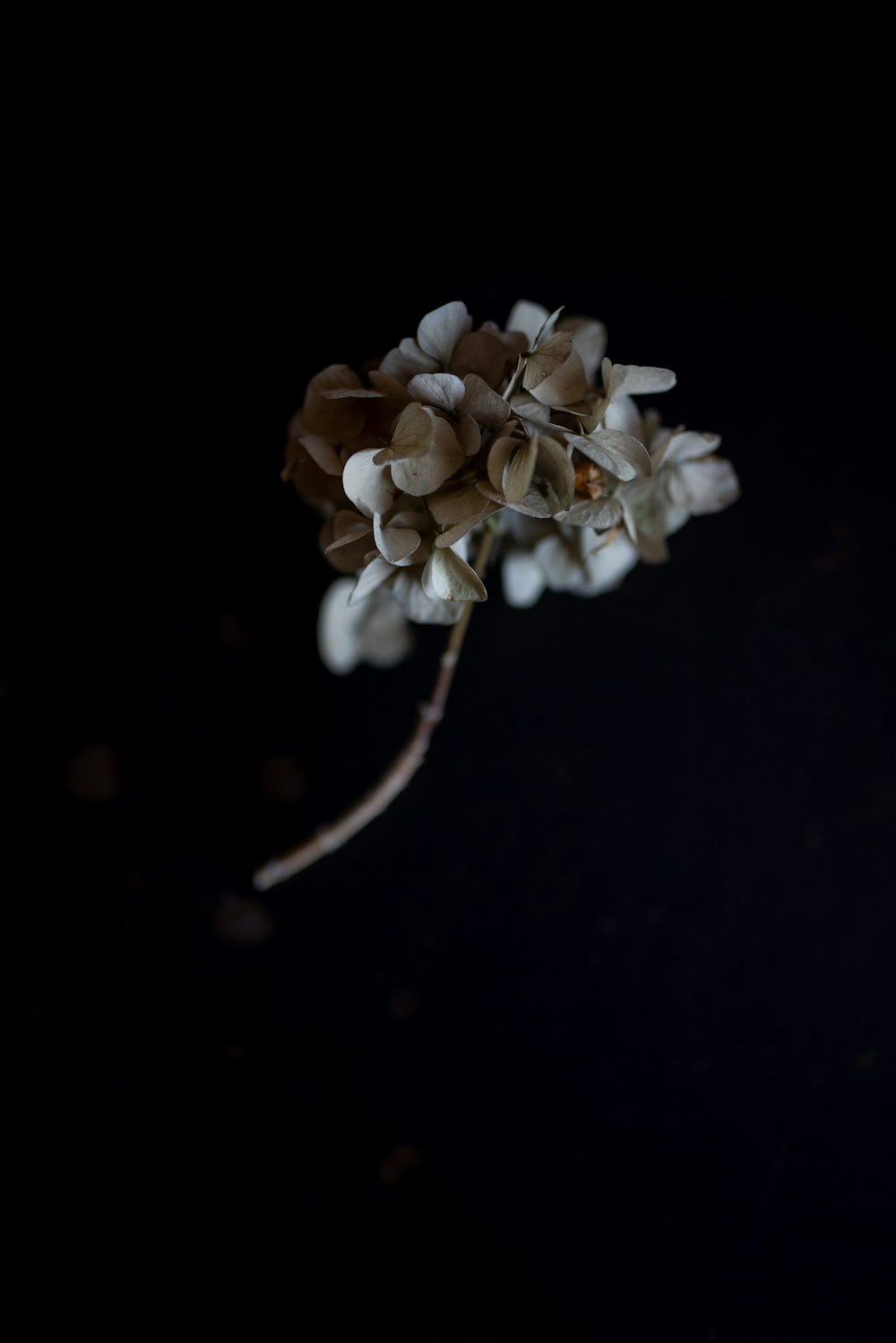 white flower on black background