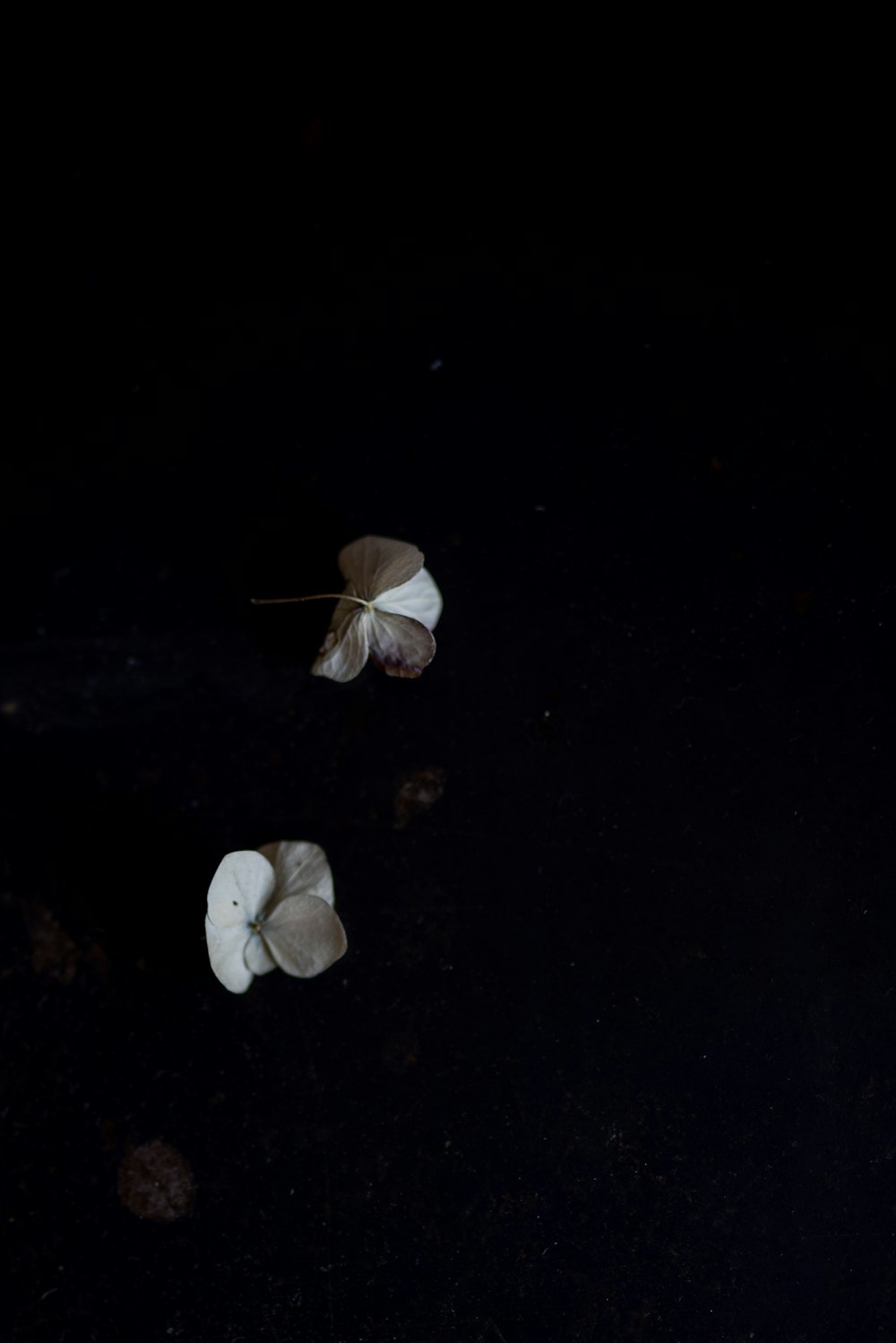 white and brown mushrooms on black surface