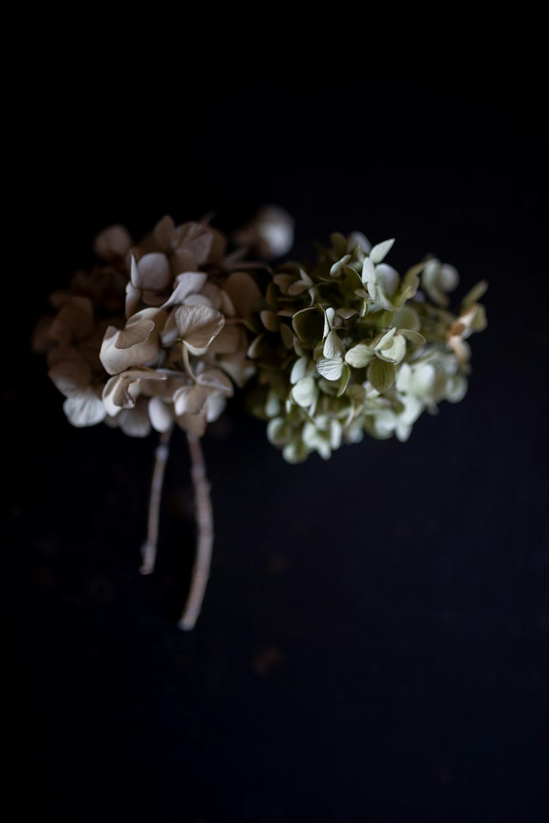 white flower on black background