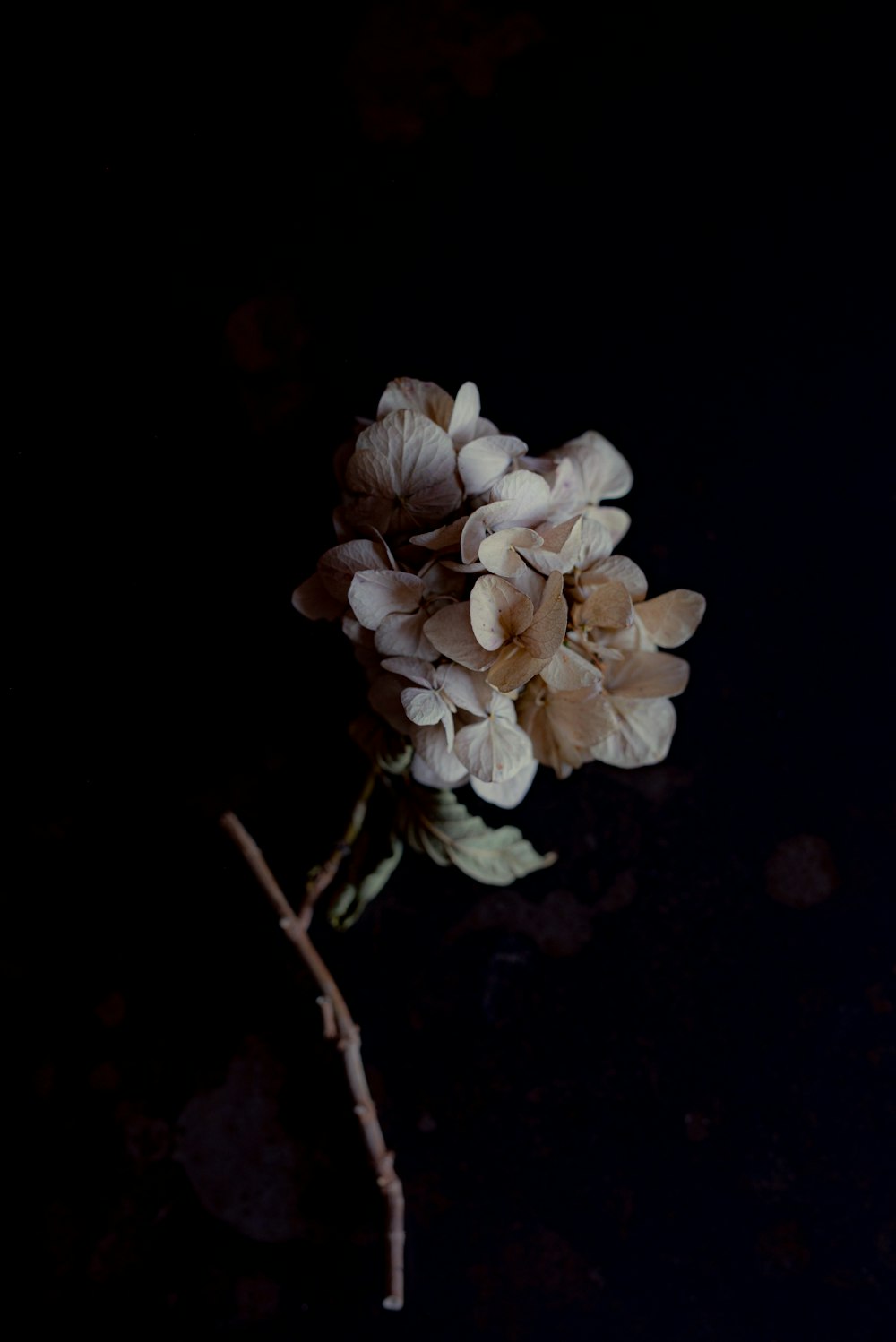 white flower on brown stem