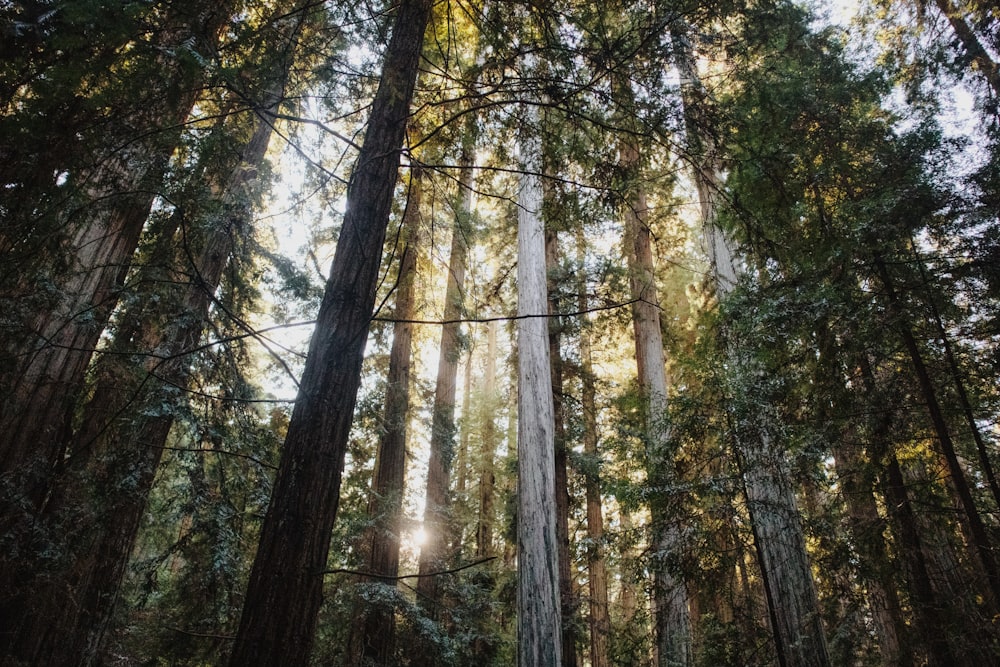 brown trees with green leaves