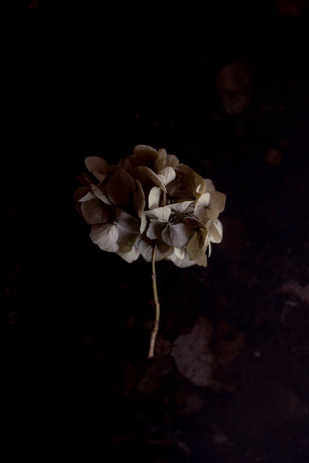 white flower in black background