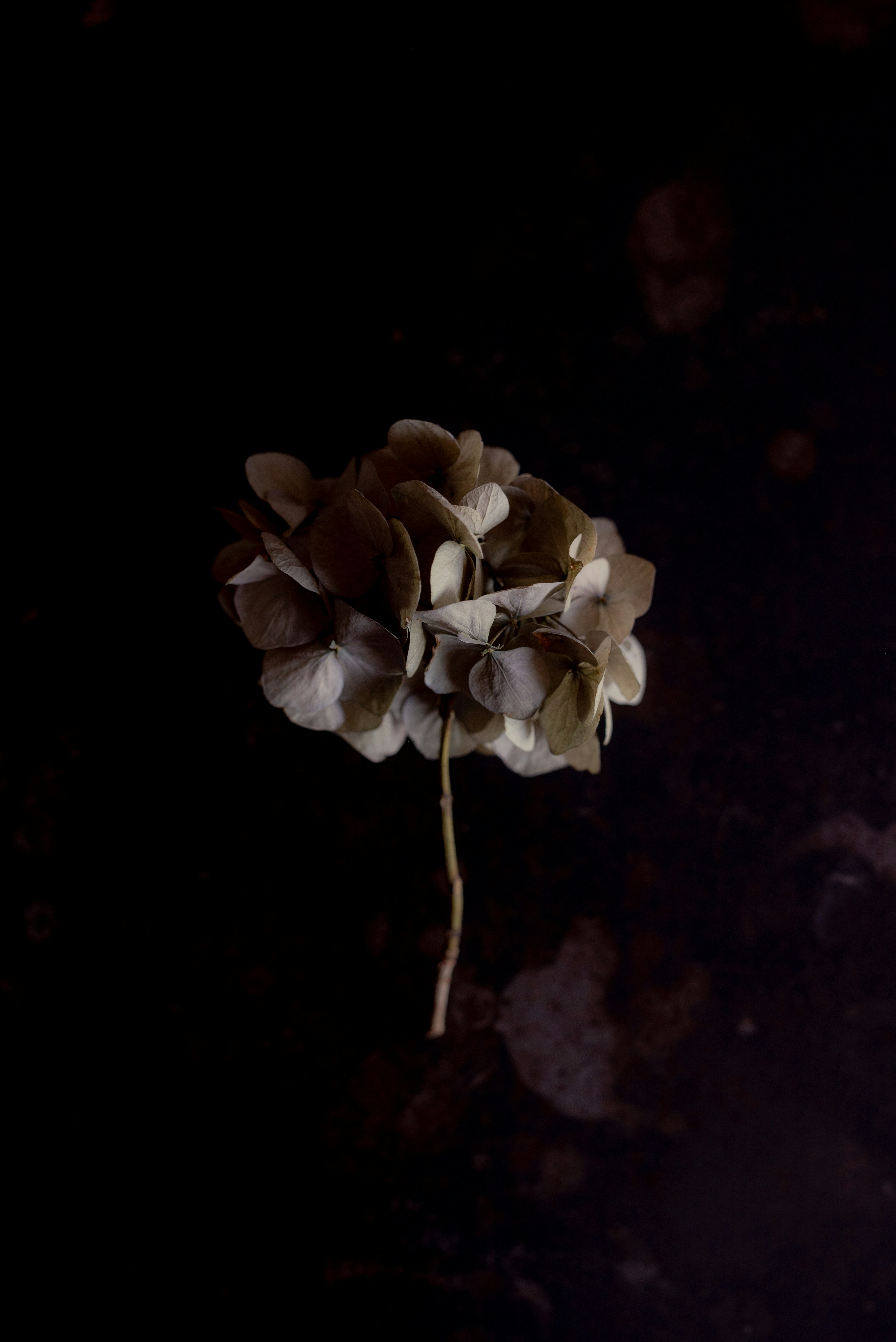 Beacons banner for @pinkroses