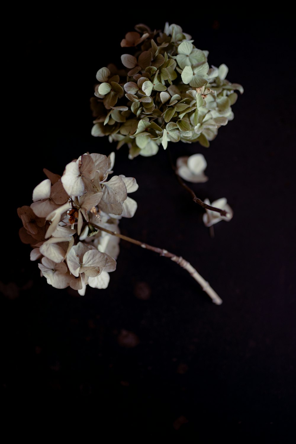 weiße Blüten mit schwarzem Hintergrund