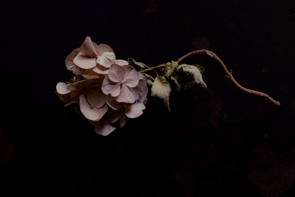 white and brown flower in close up photography