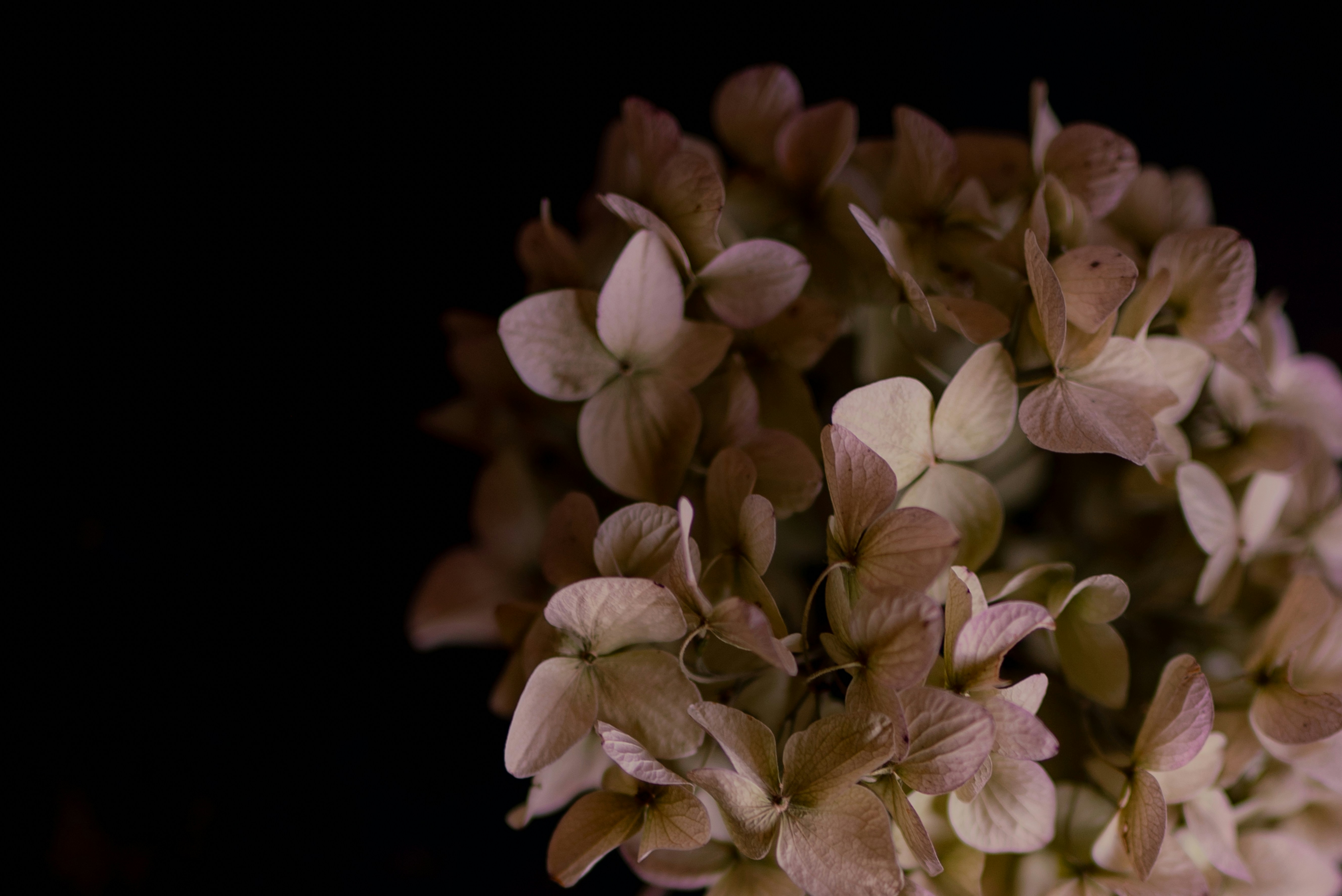 Photo by lauraadaiphoto