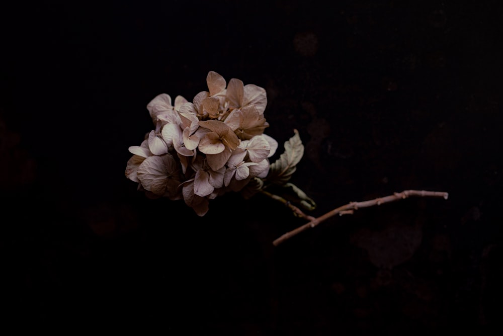 white flowers on brown tree branch