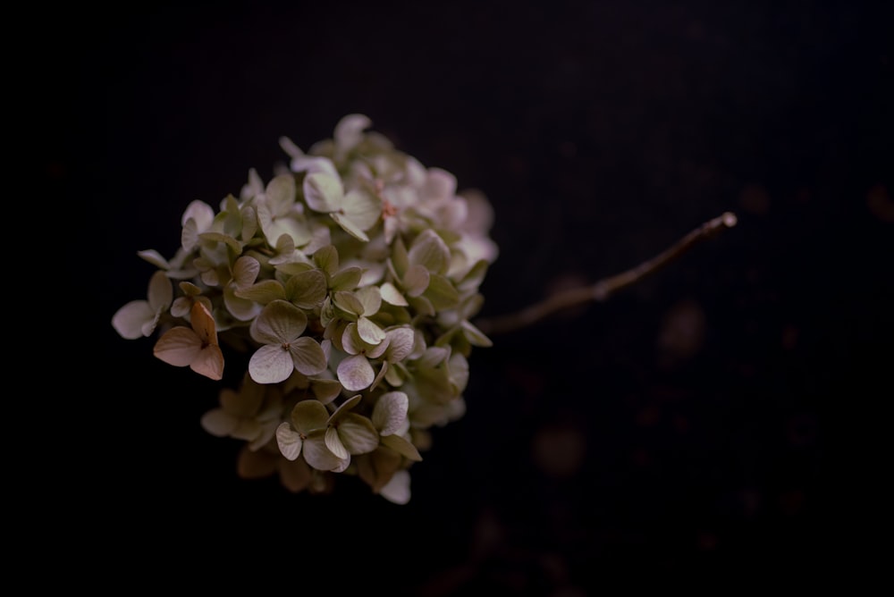 weiße Blüten auf braunem Ast