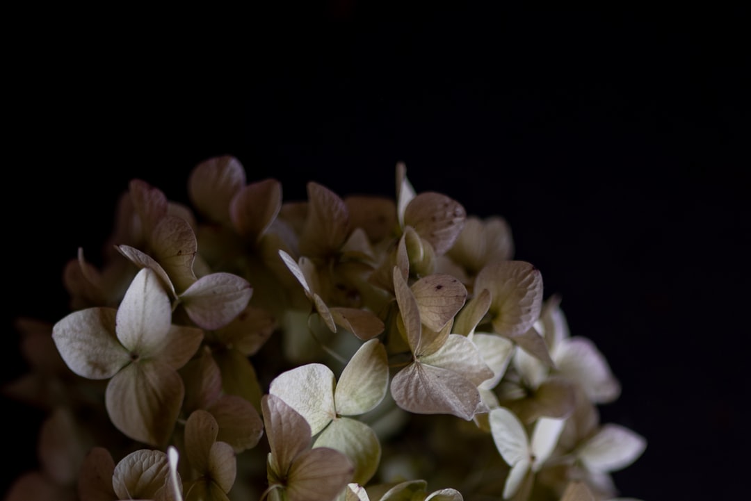 white flowers in black background