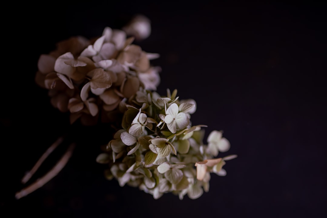 white flowers with green leaves