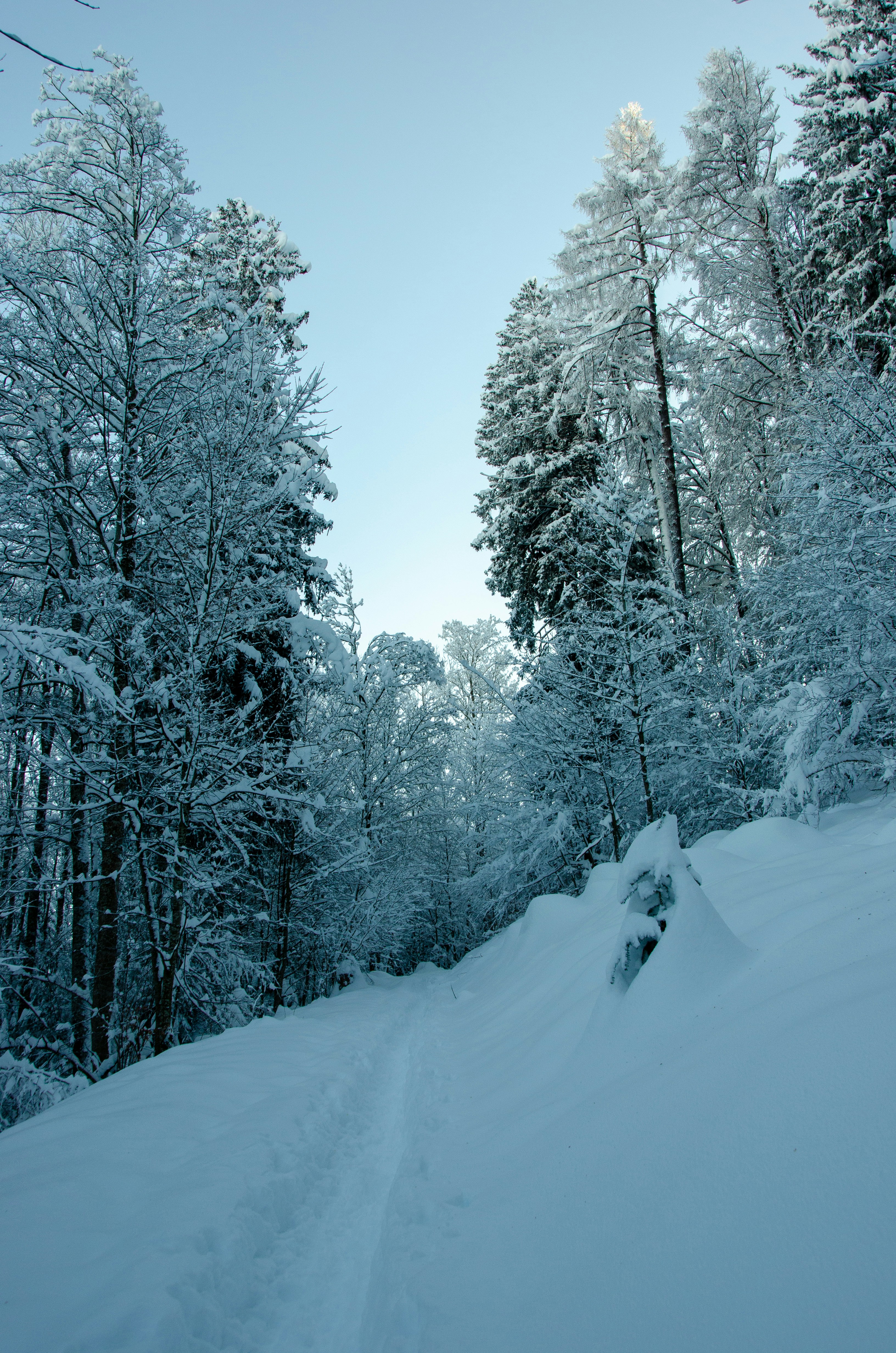 snow covered trees during daytime