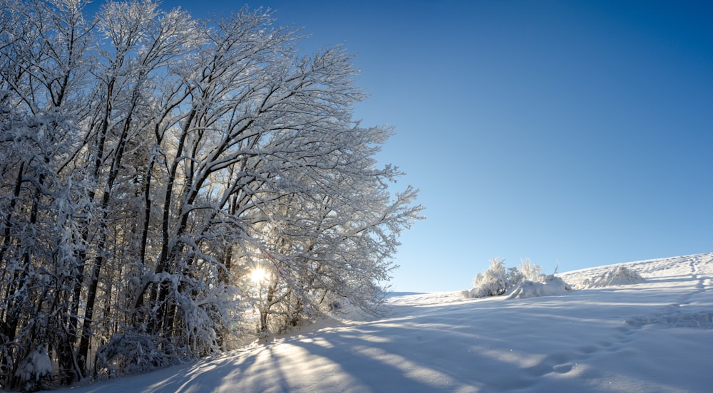 snow covered trees during daytime