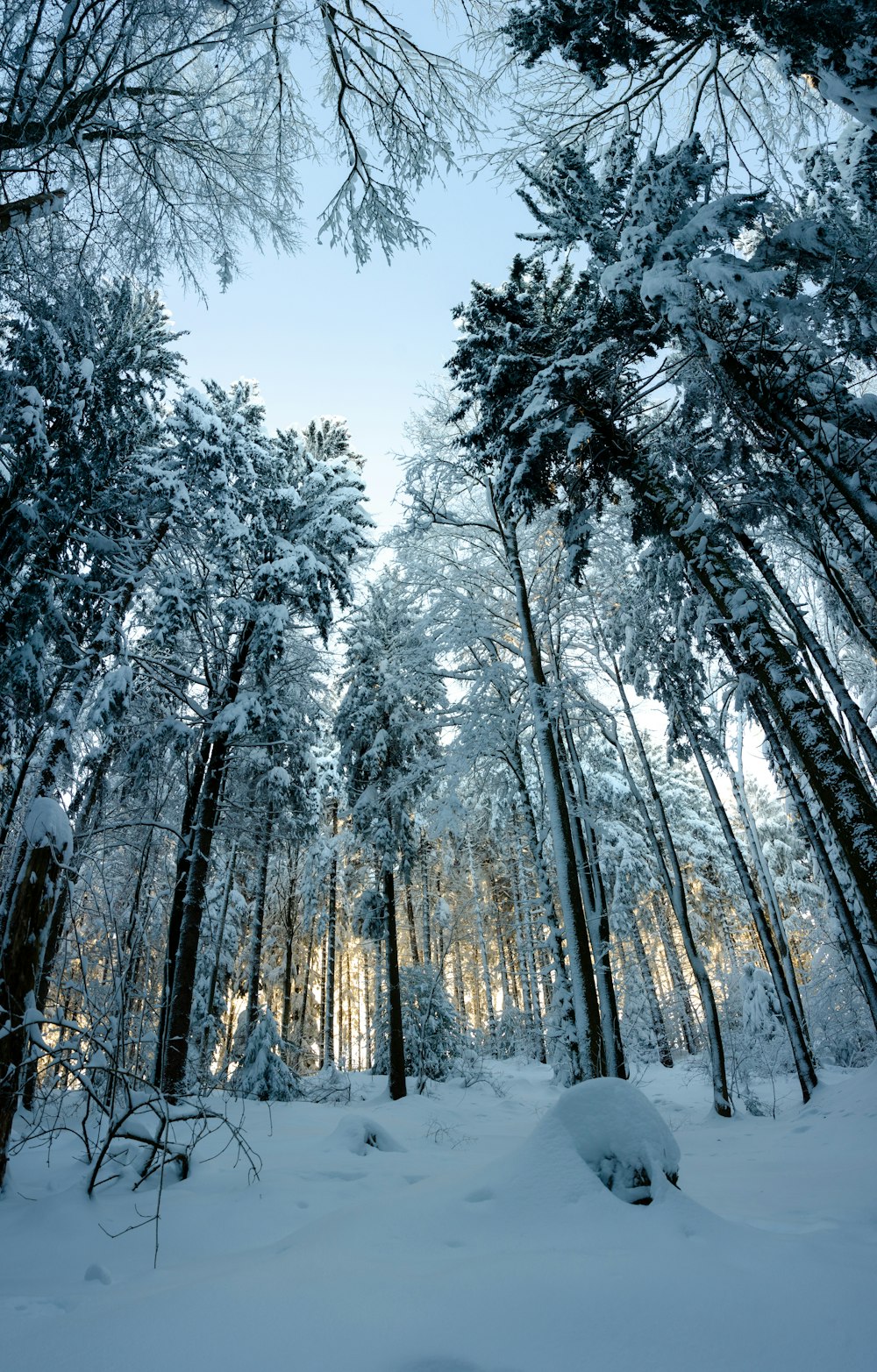 snow covered trees during daytime