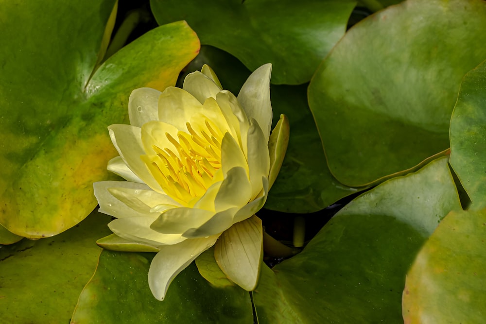 yellow flower on green leaves