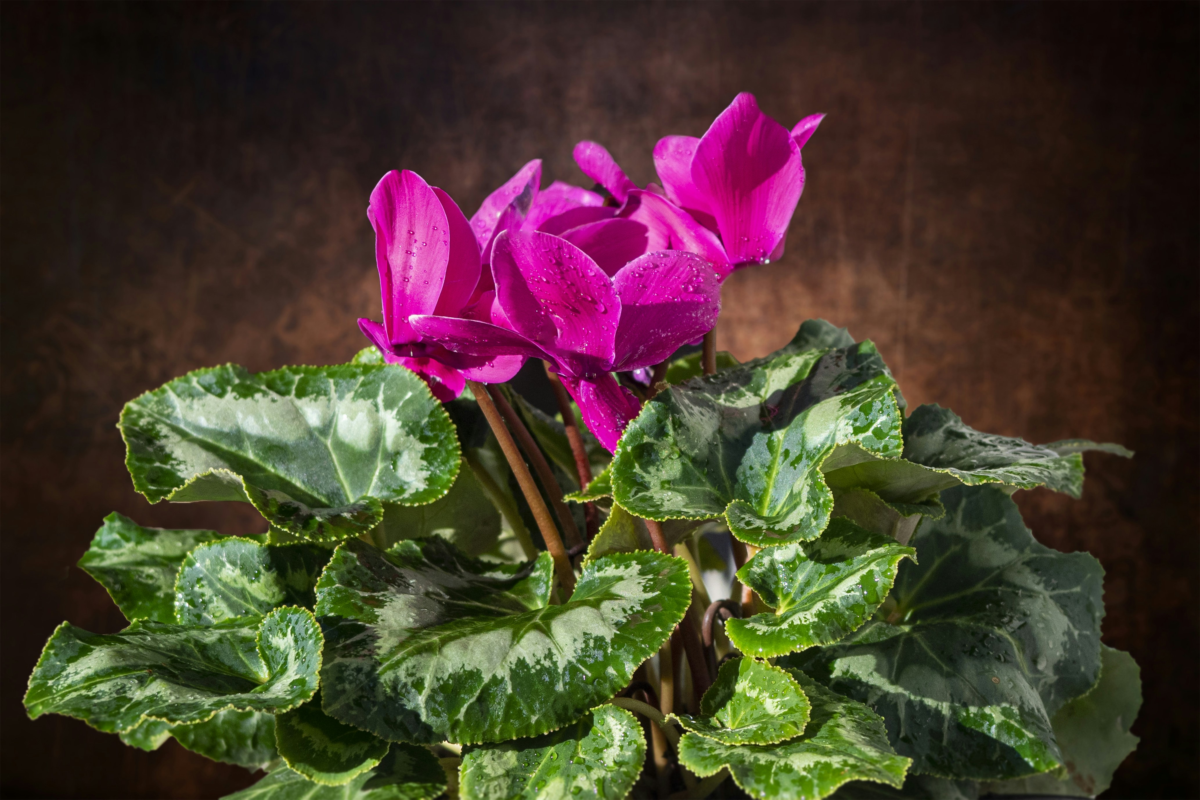 planta cyclamen rosa