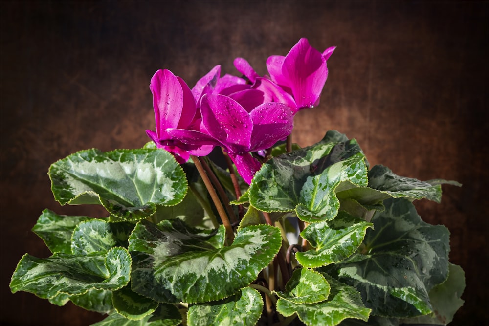 pink flower with green leaves