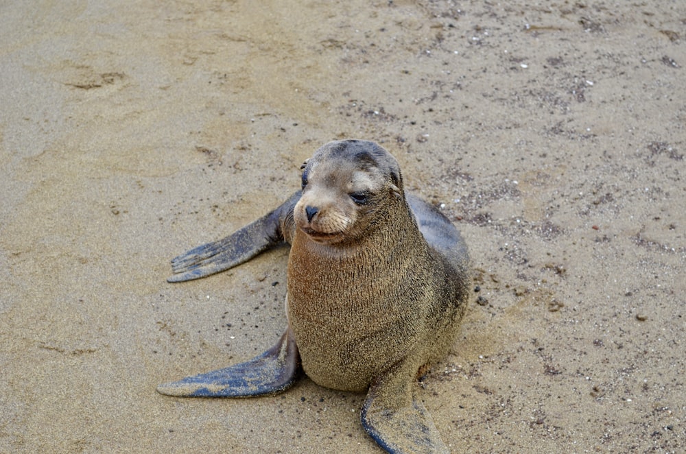 sea lion on brown sand during daytime