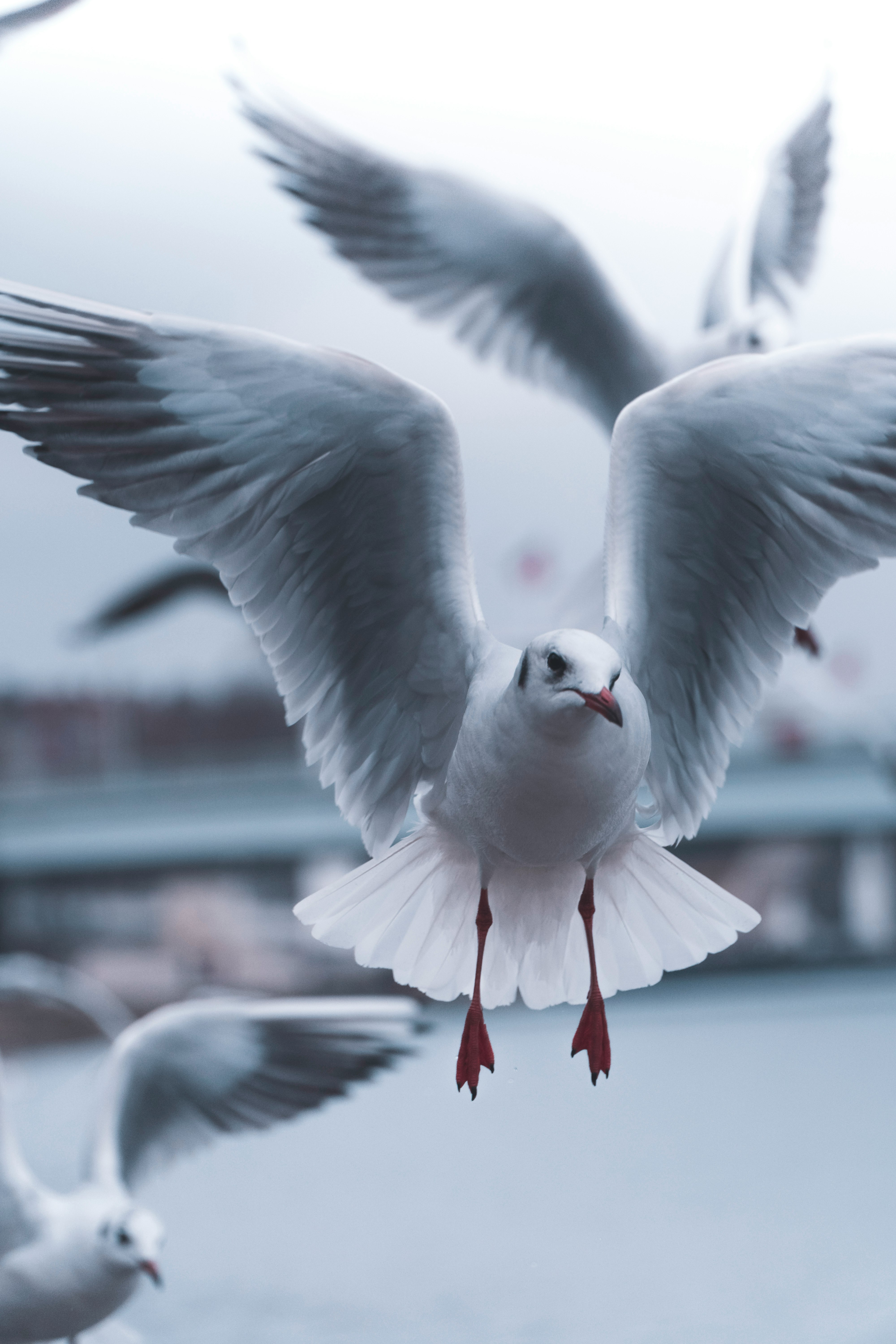 white bird flying during daytime