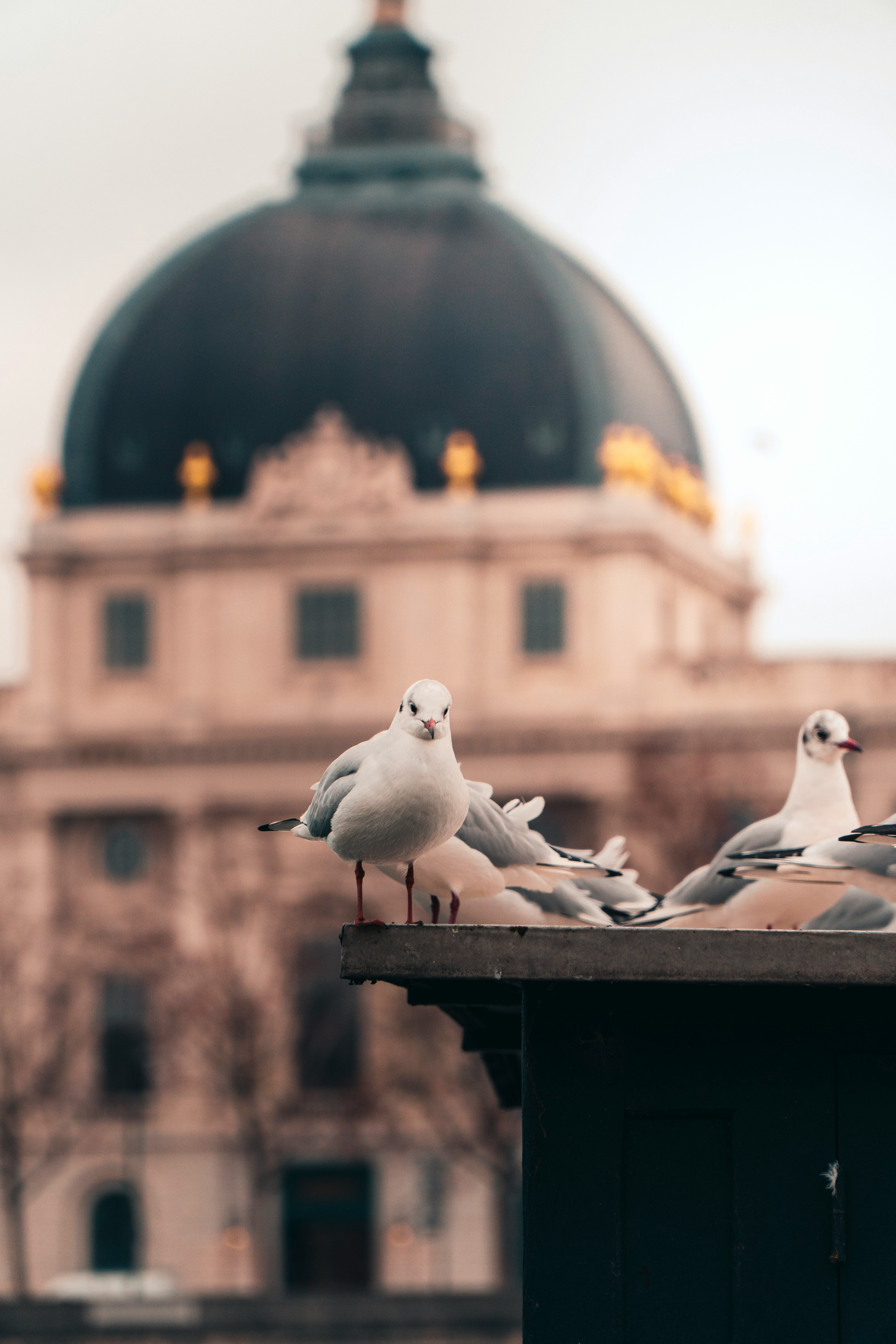 white and gray birds on roof